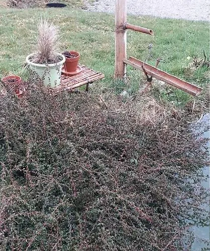 Chez Papy * Bellefontaine (Vosges)